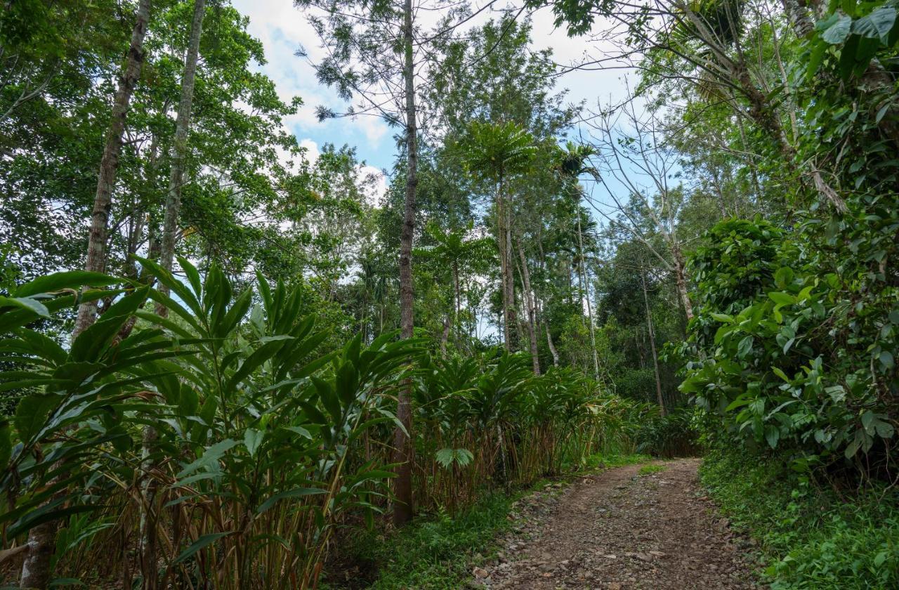 Apartamento Mystic Trees, Kumily Thekkady Exterior foto